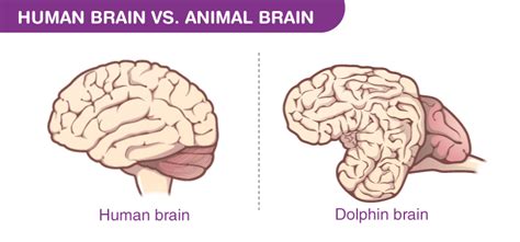 how are human brains similar to other animals
